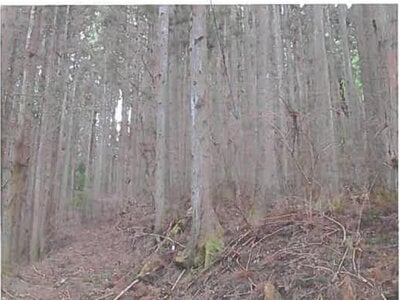 宮城県登米市 陸前横山駅30分 土地 21万円の競売物件 #5