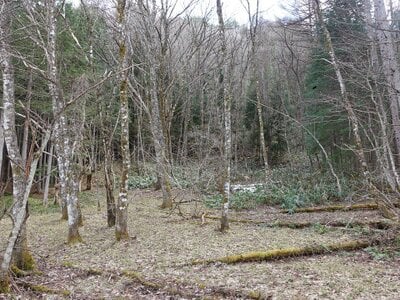 岐阜県高山市 土地 6万円の国税庁公売物件 #2