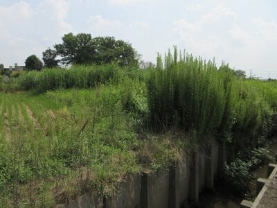 埼玉県幸手市 幸手駅30分 農地 25万円の国税庁公売物件 #1