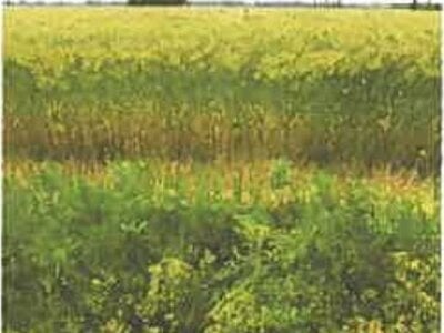 滋賀県長浜市 河毛駅 農地 138万円の競売物件 #12