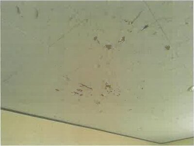 大阪府貝塚市 貝塚駅6分 戸建て 1,285万円の競売物件 #14