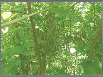 山梨県甲斐市 塩崎駅20分 土地 123万円の競売物件 #7