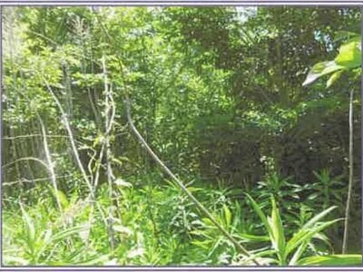 山梨県甲斐市 塩崎駅20分 土地 123万円の競売物件 #8