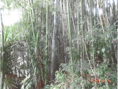 大阪府富田林市 滝谷不動駅12分 戸建て 457万円の競売物件 #11