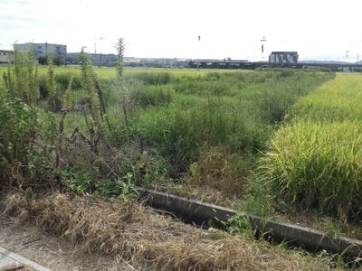 京都府久世郡久御山町 伊勢田駅 農地 228万円の国税庁公売物件 #1