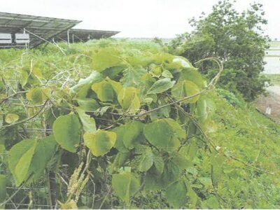 茨城県稲敷市 佐原駅 土地 403万円の競売物件 #4