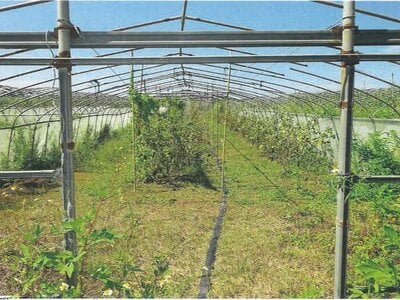 (値下げ) 沖縄県宮古島市 農地 139万円の競売物件 #5