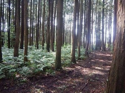 栃木県日光市 下今市駅 土地 513万円の国有財産物件 #3