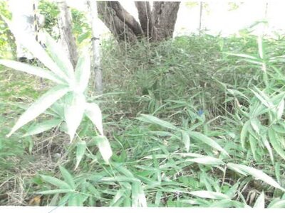 福島県会津若松市 会津若松駅22分 土地 337万円の競売物件 #13