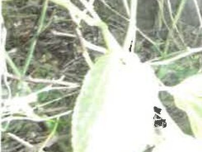 福島県会津若松市 会津若松駅22分 土地 337万円の競売物件 #7