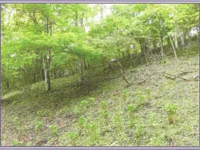 山梨県南都留郡山中湖村 土地 61万円の競売物件 #2