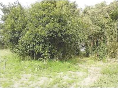 (値下げ) 千葉県館山市 館山駅 農地 122万円の競売物件 #10