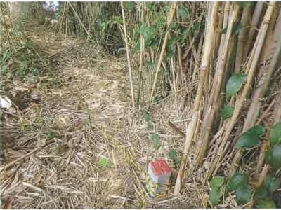 (値下げ) 千葉県館山市 館山駅 農地 122万円の競売物件 #12