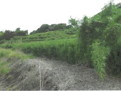 静岡県富士宮市 入山瀬駅9分 農地 72万円の競売物件 #3