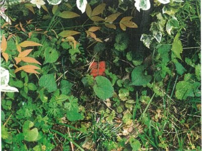 (値下げ) 京都府舞鶴市 真倉駅28分 土地 128万円の競売物件 #10