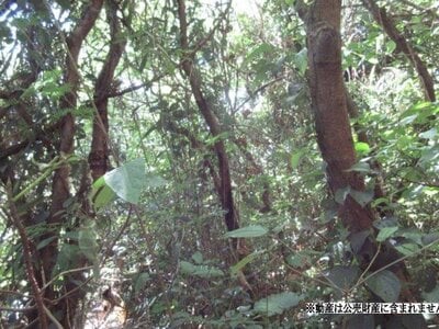 沖縄県うるま市 土地 60万円の国税庁公売物件 #1