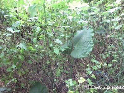 沖縄県うるま市 土地 70万円の国税庁公売物件 #2