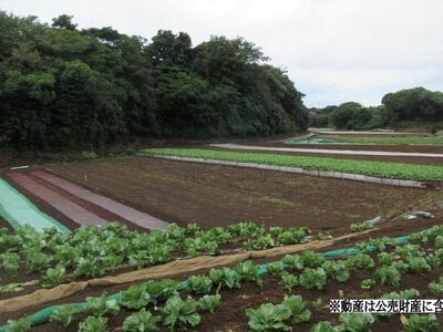 神奈川県三浦市 三崎口駅 農地 80万円の国税庁公売物件 #1