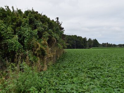 茨城県小美玉市 徳宿駅 土地 59万円の官公庁公売物件 #6