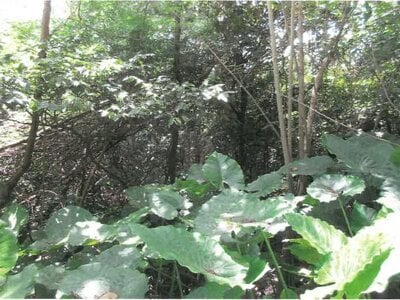 沖縄県うるま市 土地 164万円の競売物件 #3