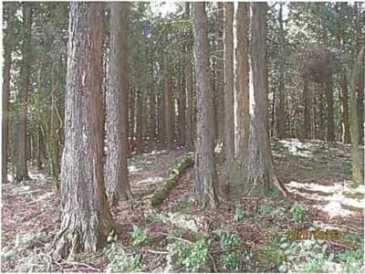 静岡県伊東市 伊豆大川駅 土地 487万円の競売物件 #9