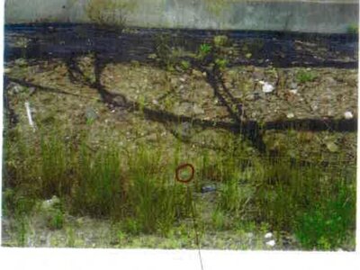 愛知県田原市 農地 87万円の競売物件 #10