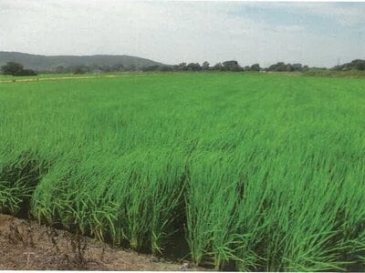 石川県鹿島郡中能登町 良川駅19分 農地 87万円の競売物件 #6