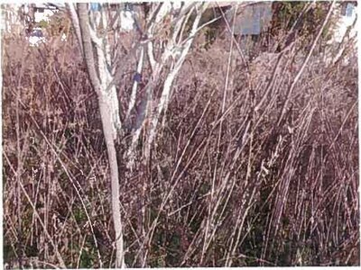 和歌山県橋本市 隅田駅12分 農地 197万円の競売物件 #8