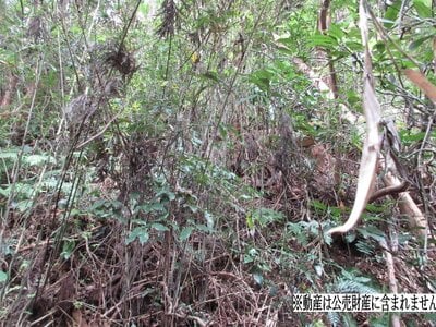 神奈川県三浦郡葉山町 逗子・葉山駅16分 土地 240万円の国税庁公売物件情報 #2