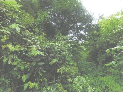 (値下げ) 茨城県常陸大宮市 西金駅 土地 64万円の競売物件情報 #8