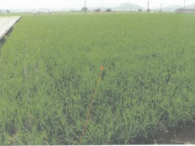 福井県越前市 越前たけふ駅 農地 188万円の競売物件情報 #2