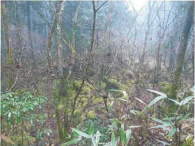 静岡県裾野市 土地 62万円の競売物件情報 #3