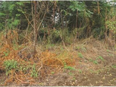 (値下げ) 埼玉県児玉郡神川町 丹荘駅22分 農地 47万円の競売物件情報 #5