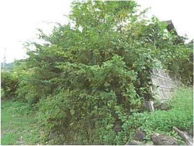 滋賀県長浜市 河毛駅 土地 100万円の競売物件情報 #5