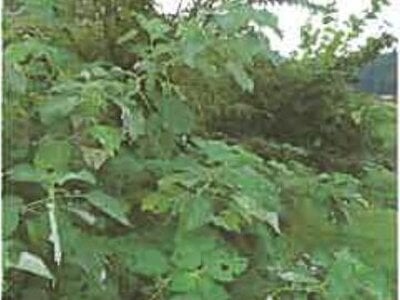 滋賀県長浜市 河毛駅 土地 100万円の競売物件情報 #7