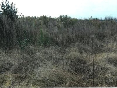 新潟県新潟市南区 さつき野駅 農地 10万円の競売物件情報 #1