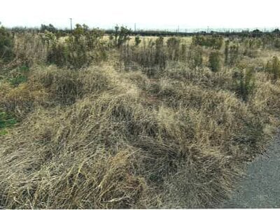 新潟県新潟市南区 さつき野駅 農地 97万円の競売物件情報 #2