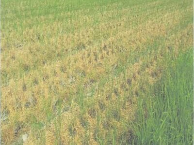 徳島県阿南市 新野駅20分 農地 117万円の競売物件情報 #4