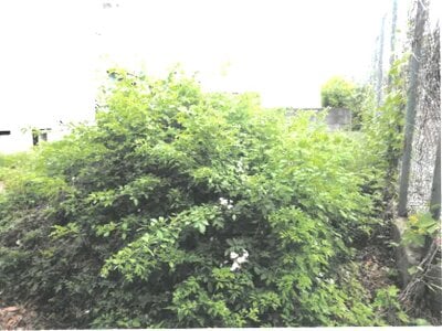茨城県桜川市 筑波山頂駅 土地 20万円の競売物件情報 #2