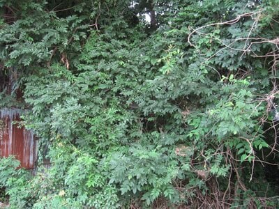 兵庫県洲本市 土地 489万円の官公庁公売物件情報 #12