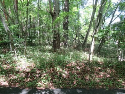 山梨県南都留郡鳴沢村 富士急ハイランド駅 土地 108万円の官公庁公売物件情報 #4