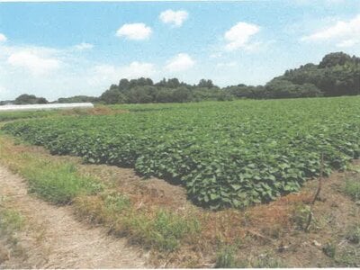 茨城県水戸市 内原駅26分 農地 137万円の競売物件情報 #1
