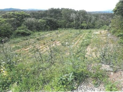 (値下げ) 沖縄県国頭郡大宜味村 農地 193万円の競売物件情報 #4