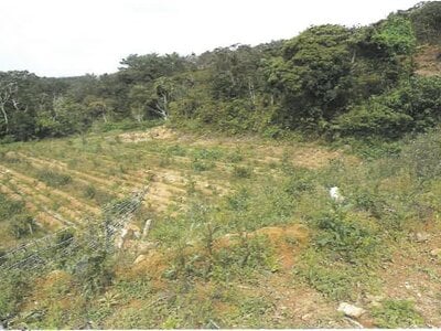 (値下げ) 沖縄県国頭郡大宜味村 農地 193万円の競売物件情報 #5