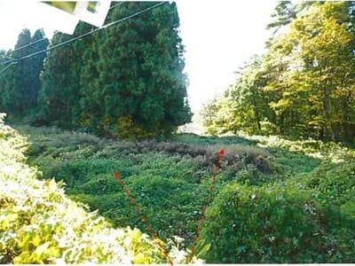 青森県上北郡東北町 乙供駅 農地 230万円の競売物件情報 #1
