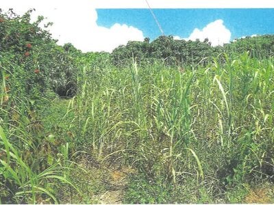 (値下げ) 沖縄県中頭郡読谷村 農地 60万円の競売物件情報 #1