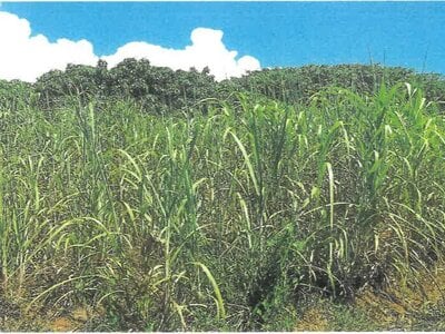 (値下げ) 沖縄県中頭郡読谷村 農地 60万円の競売物件情報 #2