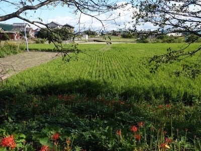 (値下げ) 三重県松阪市 松阪駅 農地 2万円の国税庁公売物件情報 #1