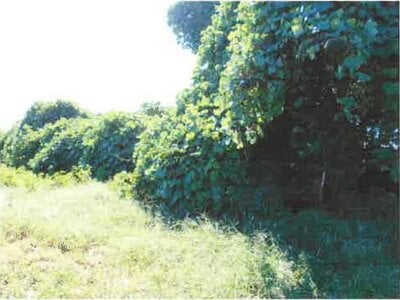 神奈川県伊勢原市 伊勢原駅15分 農地 12万円の競売物件情報 #4