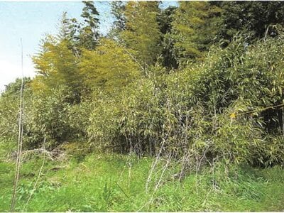 (値下げ) 鹿児島県肝属郡肝付町 戸建て 78万円の競売物件情報 #2